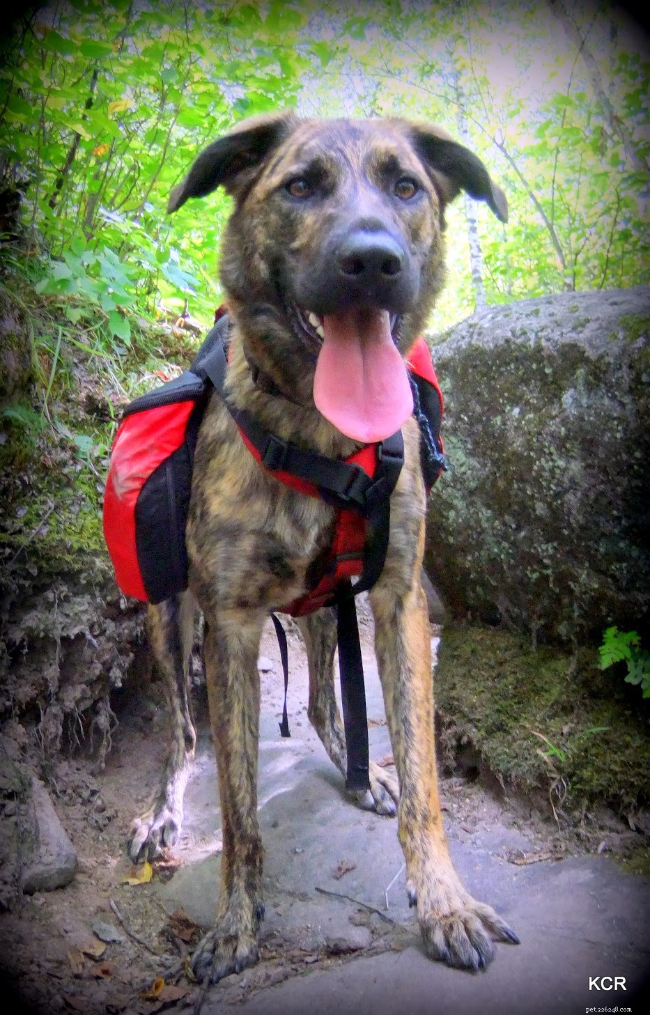 Equip Your Dog for Adventure: Choosing the Perfect Backpack for Hikes