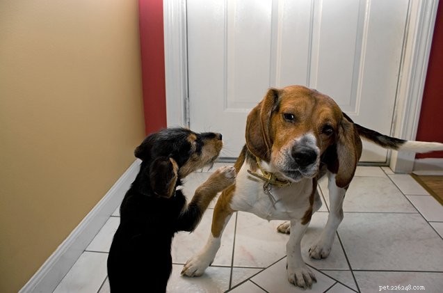 6 Proven Strategies to Keep Harmony in a Multi-Dog Household