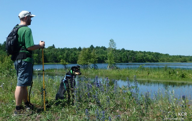 Camping With Dogs: Essential Tips for a Successful Rustic Adventure
