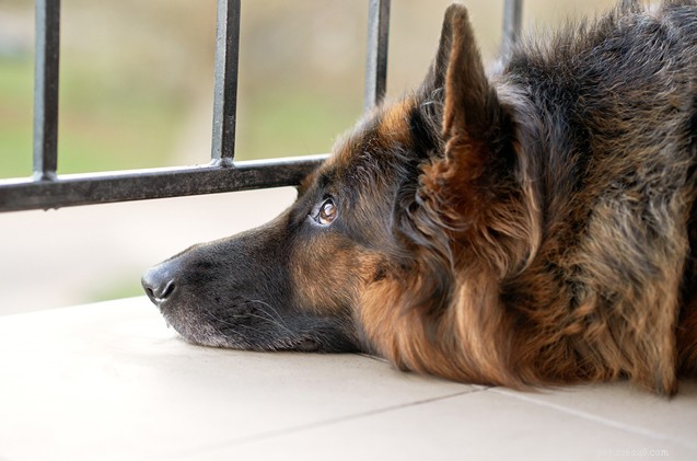 Essential Steps for Safely Rehoming Your Dog