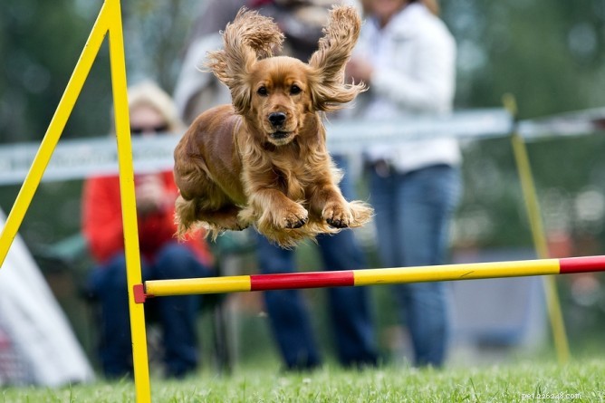 Is Your Dog Not Into Agility? Expert Tips from the Hairy Dogfathers