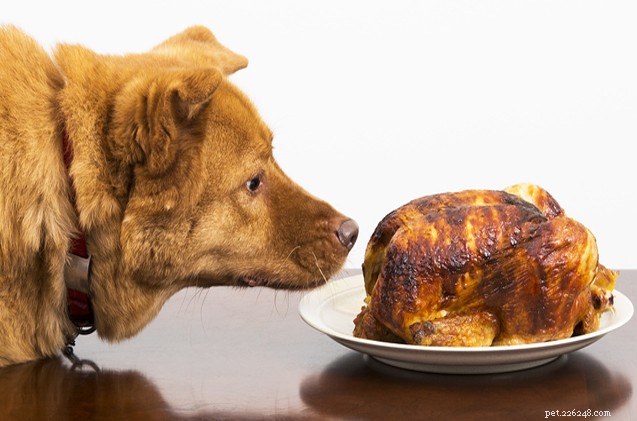 Prevent Holiday Food Fiascos: Advice from the Hairy Dogfathers