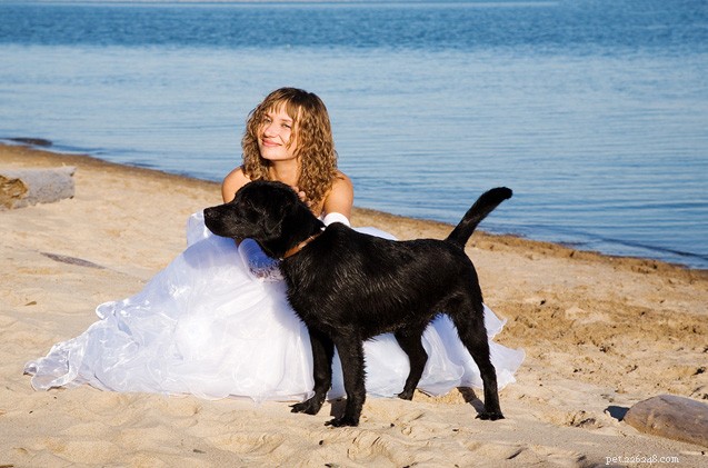 Are Therapy Dog Registrations Worth It? Insights from The Hairy Dogfathers