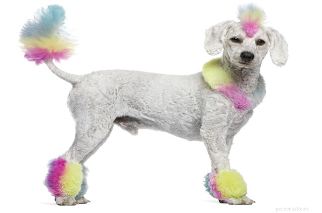 When a Routine Dog Grooming Turns Into a Rainbow Nightmare: A Pet Owner’s Guide