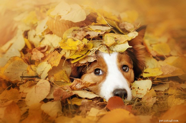 Fall‑Ready Guide: Expert Tips to Transition Your Dog for Autumn