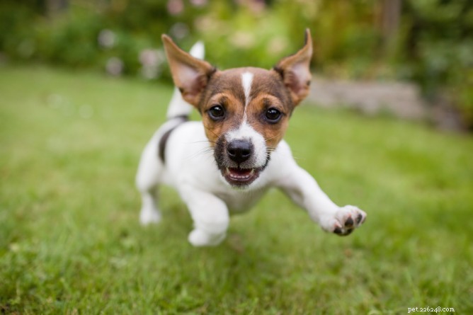 Ask the Hairy Dogfathers: Why Did She Choose to Buy a Dog Instead of Adopting?