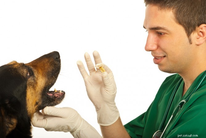 When Homemade Dog Remedies Backfire: Why Vet Advice Matters