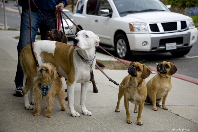 Preventing Shoulder Injury While Walking Dogs: Tips from the Hairy Dogfathers