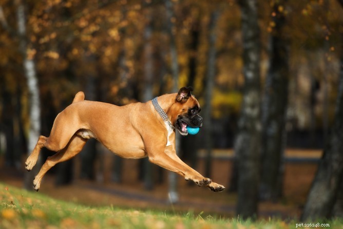 Expert Guidance: How to Respond to Uninformed Comments About Your Dog’s Size