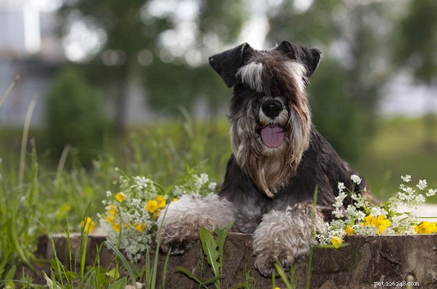 Donate Lundi’s Beloved Pet Accessories – A Kind Request from the Hairy Dogfathers