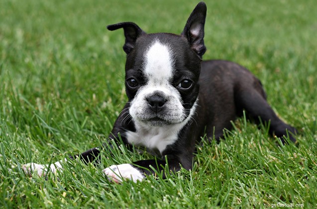 How to Introduce a New Puppy to the Dog Park – Tips from the Hairy Dogfathers