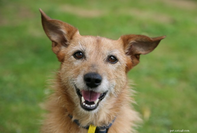 Navigating Shelter Adoption: When to Ask Too Many Questions