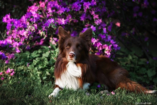 Design a Pet‑Friendly Backyard: Safe, Beautiful, and Easy to Maintain