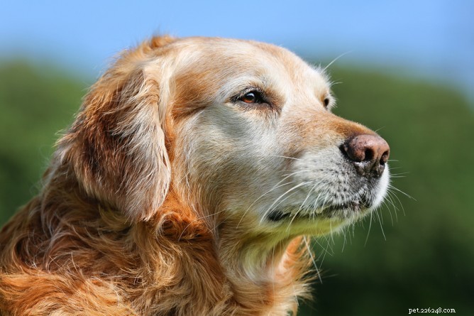 Hairy Dogfathers Weigh In: How Soon Is Too Soon to Adopt After Losing a Pet?