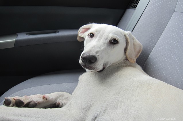 Keep Your Pet Safe and Happy on National Pet Travel Safety Day