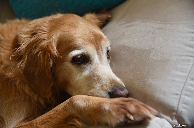 A Compassionate Guide to Preparing Your Dog for the Rainbow Bridge