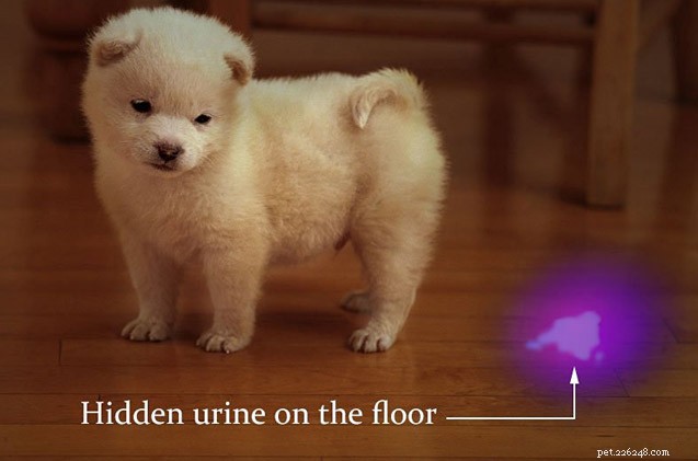How to Spot Hidden Pet Urine Stains with a UV Black Light