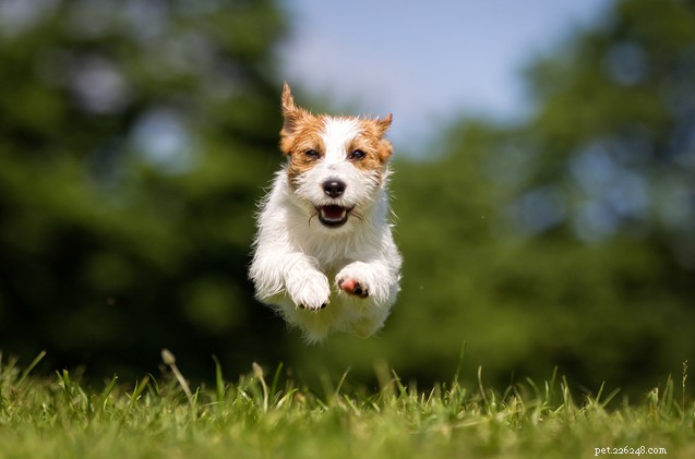Get Your Neighbor to Leash Their Dog: Expert Advice from the Hairy Dogfathers