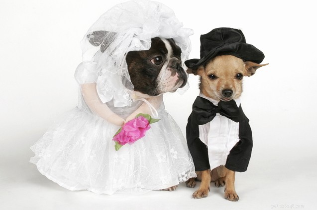 Consult the Hairy Dogfathers: Preparing Your Dog for a Grand Celebration