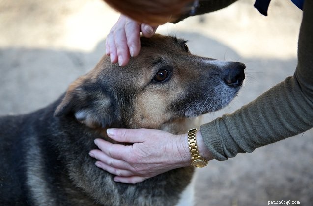 Discover Simple Ways to Volunteer for Animals Even with a Busy Schedule