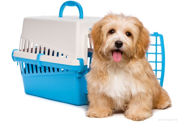 The Complete Guide to Crate‑Training Your Dog for Comfort & Confidence