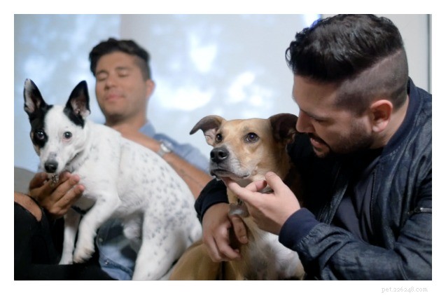 Dan + Shay Share Pro Tips for Traveling with Pets on the Road