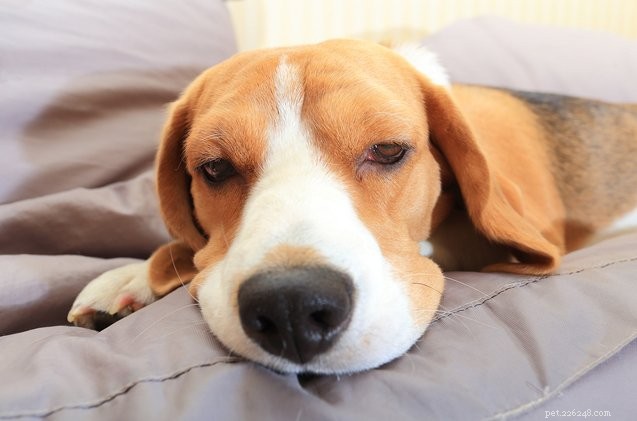 How to Safely Handle a Dog Poisoning Emergency
