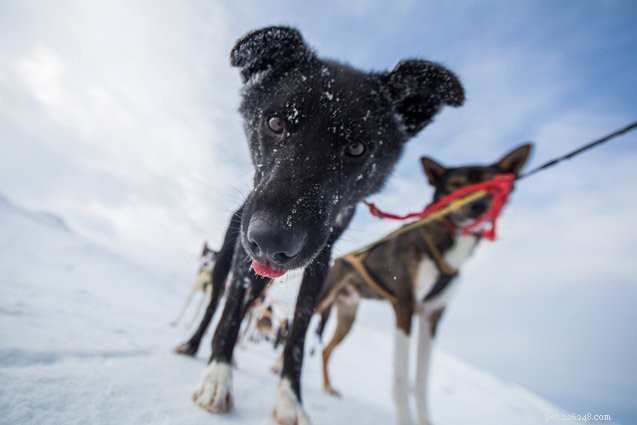 4 Dog Mushing Mistakes to Avoid for Pro-Level Performance