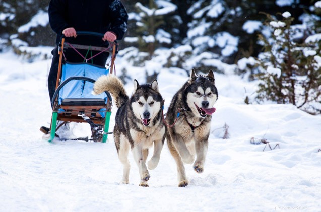 4 Dog Mushing Mistakes to Avoid for Pro-Level Performance