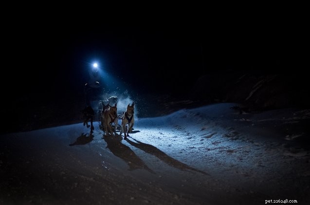 Choosing the Perfect Headlamp for Night Dog Mushing: A Practical Guide