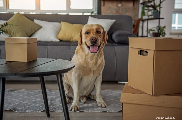 7 Proven Strategies for Landlords to Successfully Rent to Pet Owners