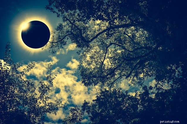 Do Pets Need Sunglasses for the Solar Eclipse? A Guide for Pet Owners