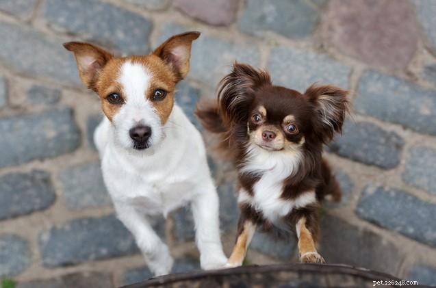 5 Proven Ways to Give Each Dog Equal Attention
