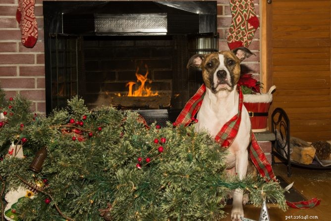 Protect Your Christmas Tree from Your Dog: Stress‑Free Safety Tips