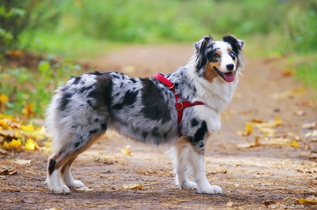 Fit Your Dog with Confidence: The Ultimate Guide to Harness Selection and Sizing