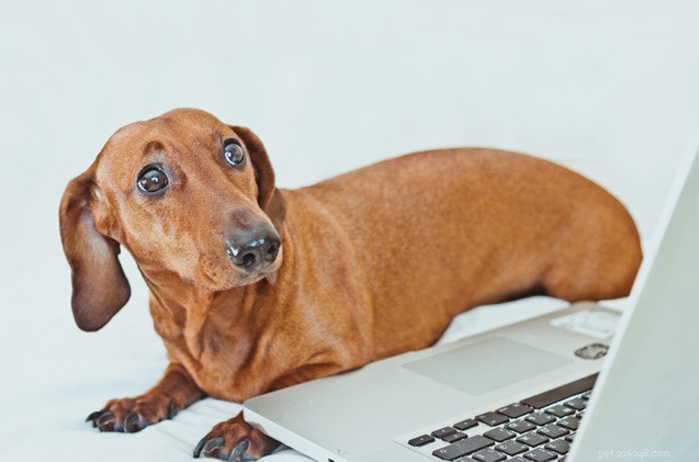 How Social Media Is Endangering Our Dogs: Expert Insight and Real Risks