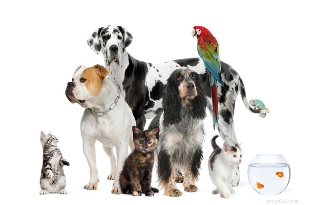 Managing Harmony in a Multispecies Home: Practical Tips for Pet Owners