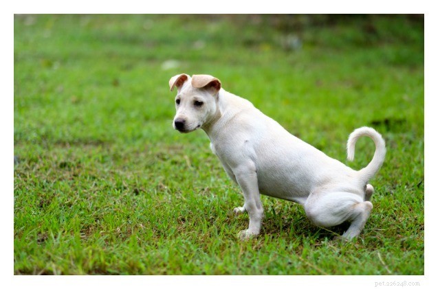 Protect Your Lawn From Dog Pee: Proven Tips & Natural Solutions