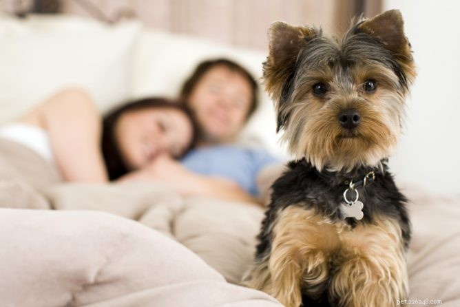 Can You Intimate Near Your Dog? Expert Advice on Safety and Etiquette