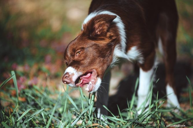 Why Do Dogs Eat Grass? The Science Behind Their Grazing Habits
