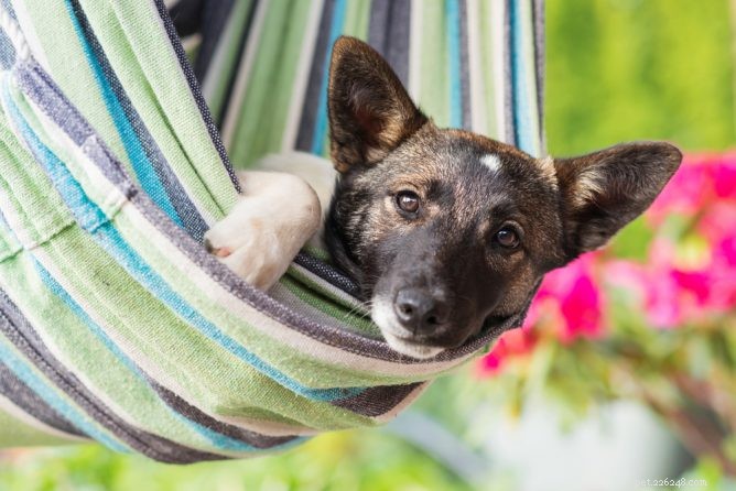 10 Must-Do Summer Activities for Your Dog: A Pet Owner’s Ultimate Bucket List