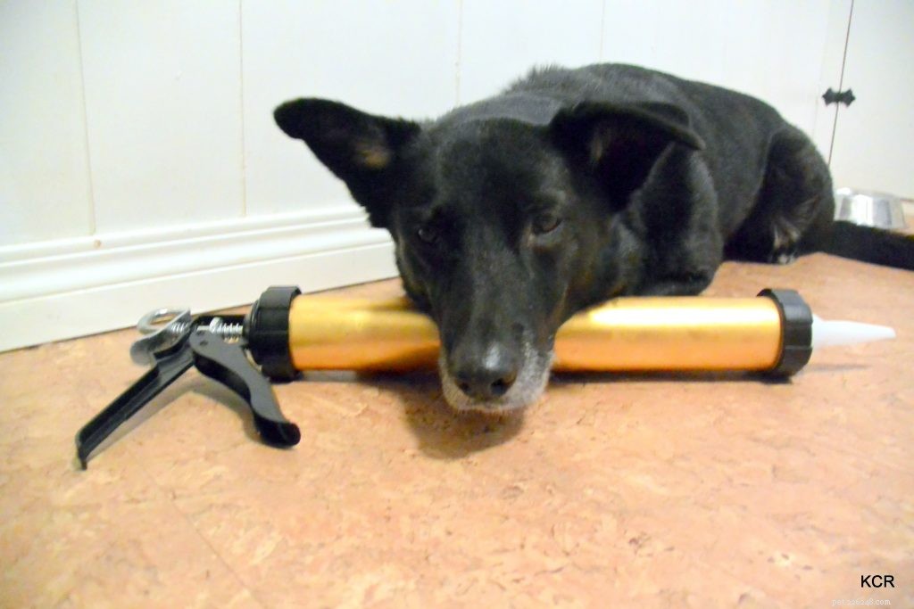 Mastering Kong Loading: The Sausage Gun Method for Busy Dogs