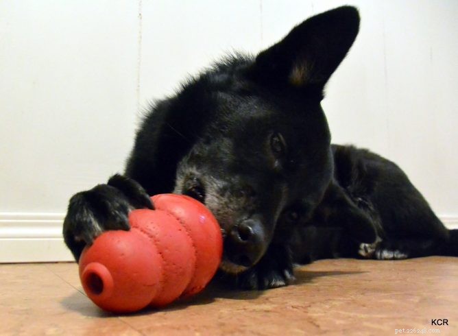 Mastering Kong Loading: The Sausage Gun Method for Busy Dogs
