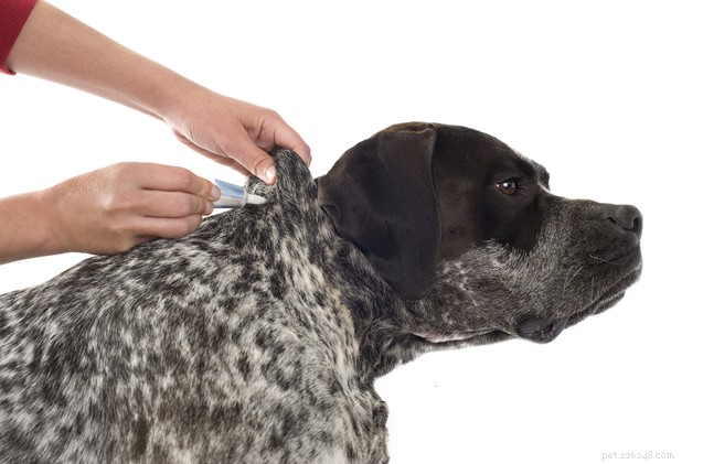 Effective Flea Control: A Step‑by‑Step Guide to Protect Your Dog