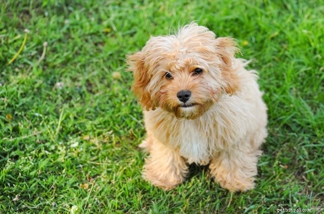 How to Stop Your Dog From Eating Feces: Simple, Effective Solutions