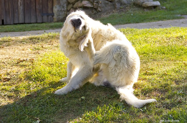 Your Dog Has Fleas? Follow These Proven Steps to Eradicate Them Quickly