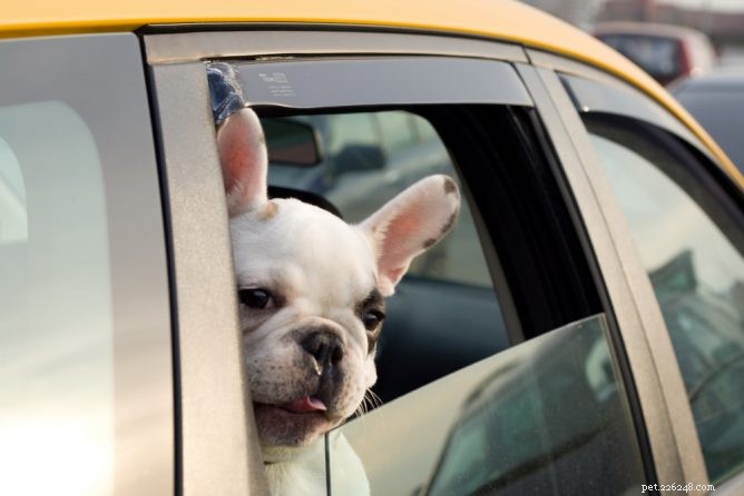 Pet-Friendly Rideshare Etiquette: When to Bring Your Dog or Cat