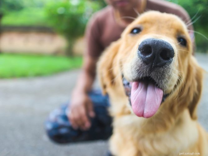 Why Does Your Dog Follow You Around the House? Key Reasons Explained