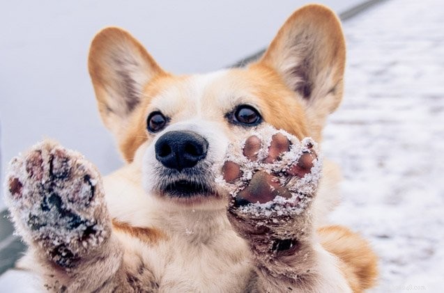 Paw Wax Explained: How to Safely Protect Your Dog s Paws