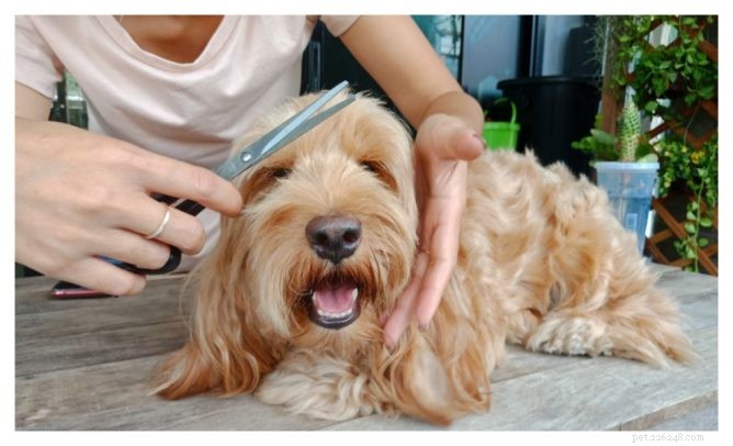 Professional Guide: Groom Your Dog Safely at Home